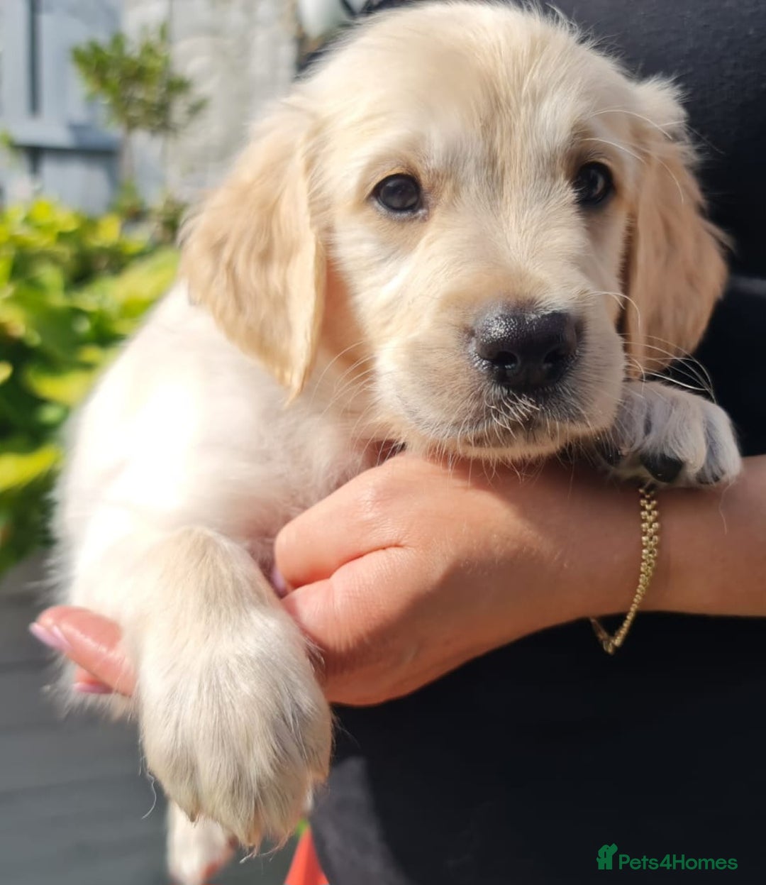 Golden Retriever dogs for sale: Stunning Golden Retriever puppies  - Image 20