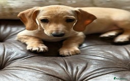 Miniature Dachshund dogs for sale: KC Reg Miniature Dachshund Puppies ✨READY NOW✨ - Image 17