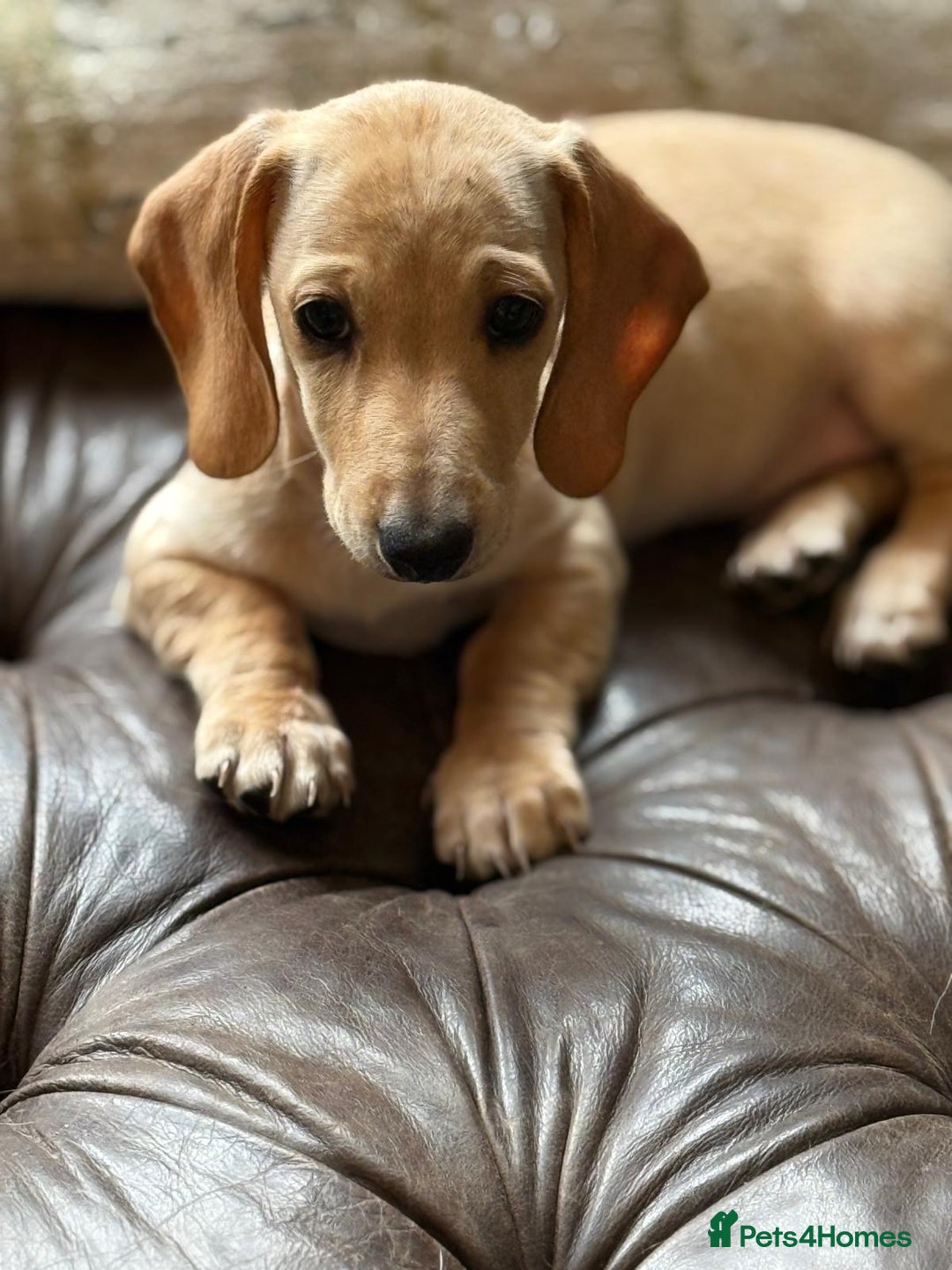 Miniature Dachshund dogs for sale: KC Reg Miniature Dachshund Puppies ✨READY NOW✨ - Image 17