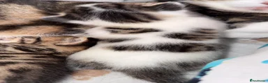 Mixed Breed 2