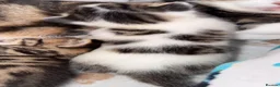Mixed Breed cats for sale: beautiful male kittens looking for a forever home  - Advert 2