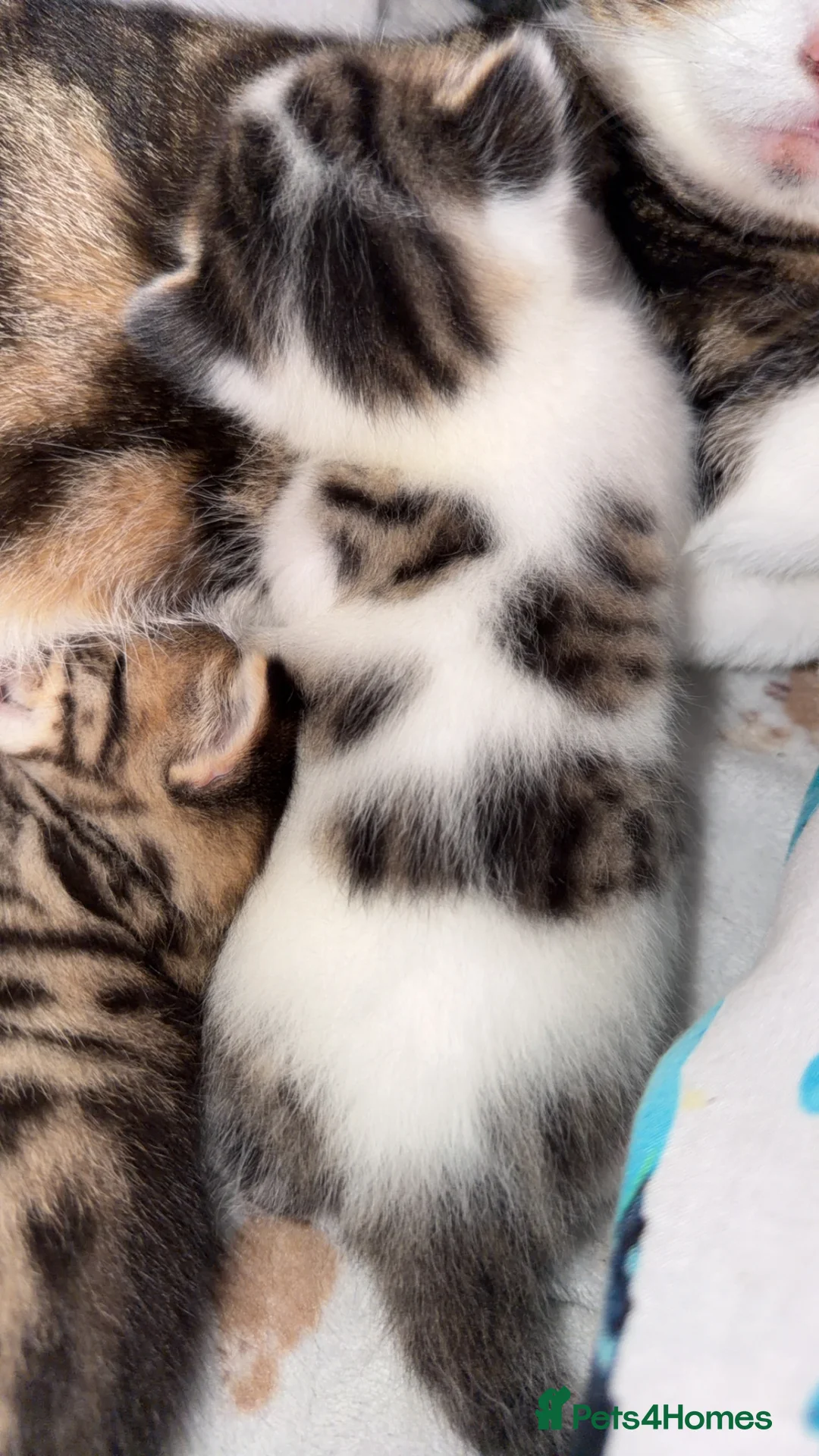 Mixed Breed cats for sale: beautiful male kittens looking for a forever home  - Advert 2