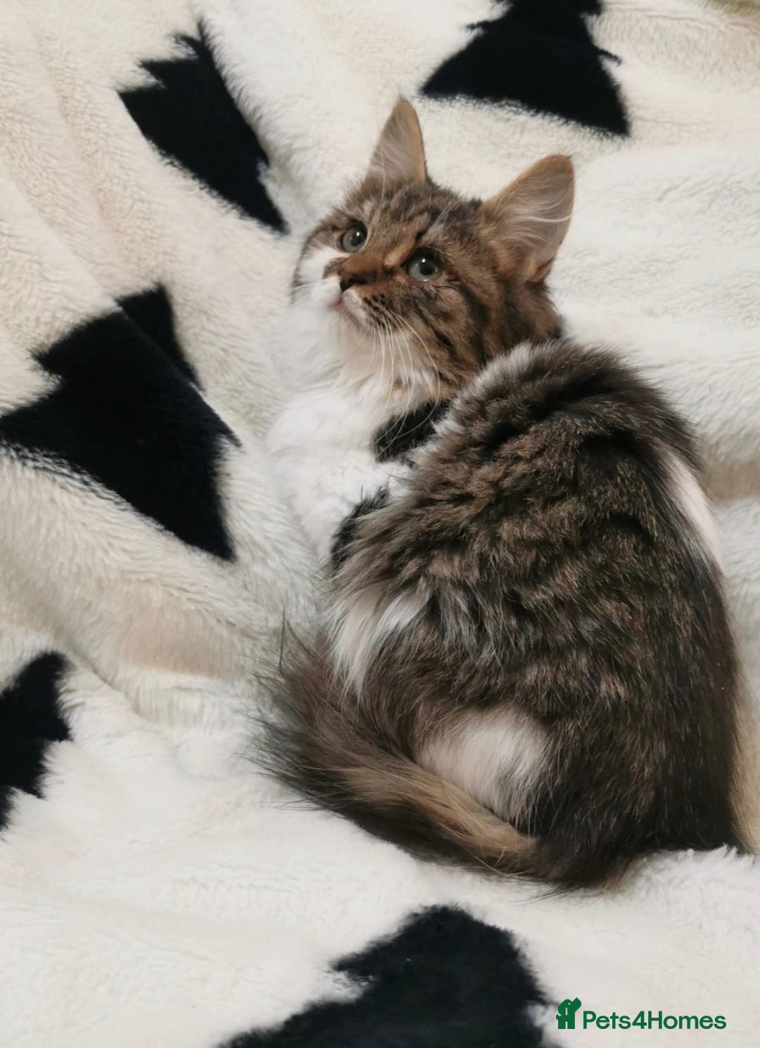 Mixed Breed cats for sale: Maine Coon Kittens - Advert 4