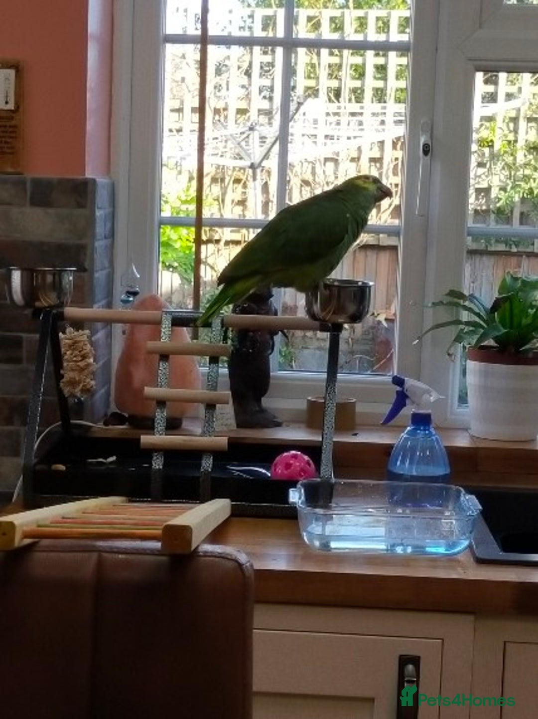 Parrots birds for sale: Jessie - Image 15