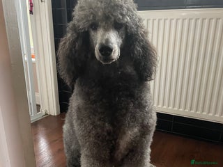 Standard Poodle dogs in Wakefield - Advert 5