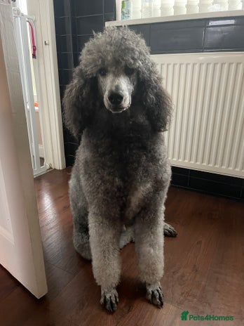 Standard Poodle dogs Silver standard poodle in Wakefield - Advert 1