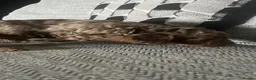 Cockapoo dogs for sale: Beautiful Minature F2B Cockapoos - Advert 29