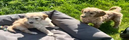 Goldendoodle dogs for sale: Stunning Goldendoodle Puppies - Advert 15