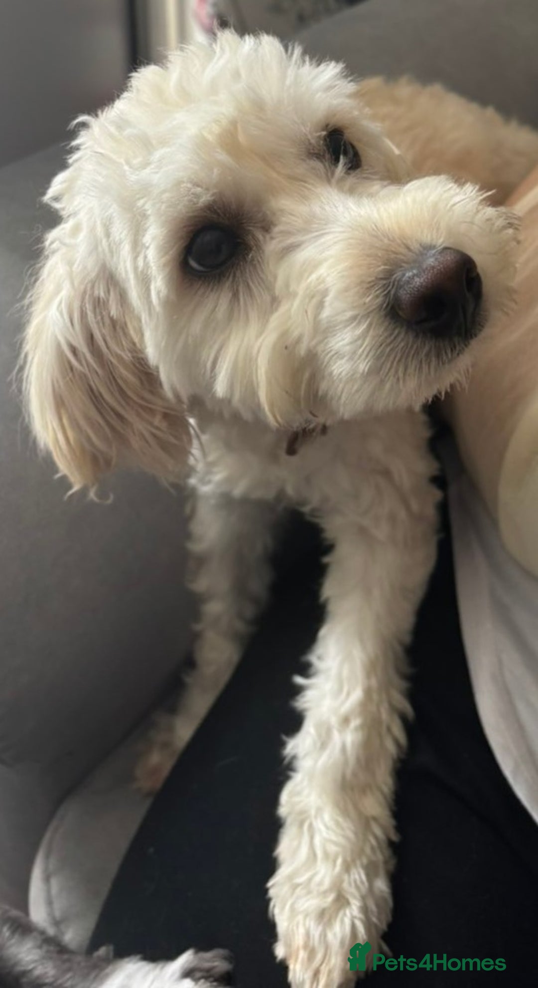 Cockapoo dogs for sale: Cockerpoo - Image 2