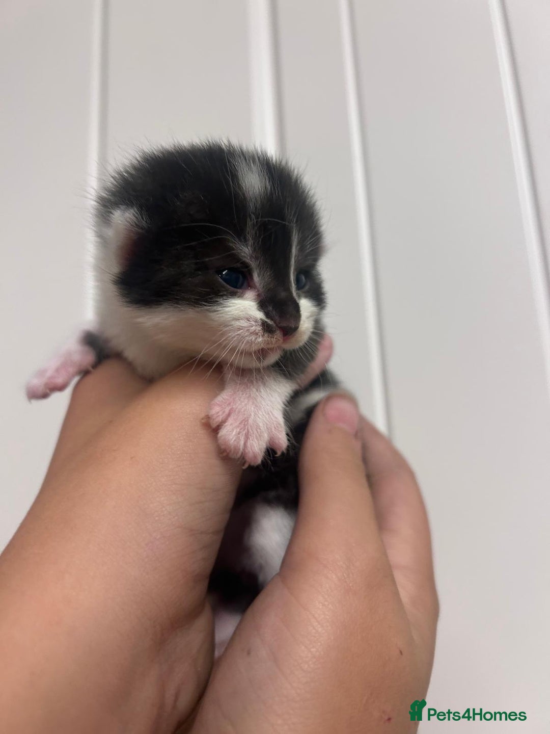 Mixed Breed cats for sale: 5 cute kittens - Image 4