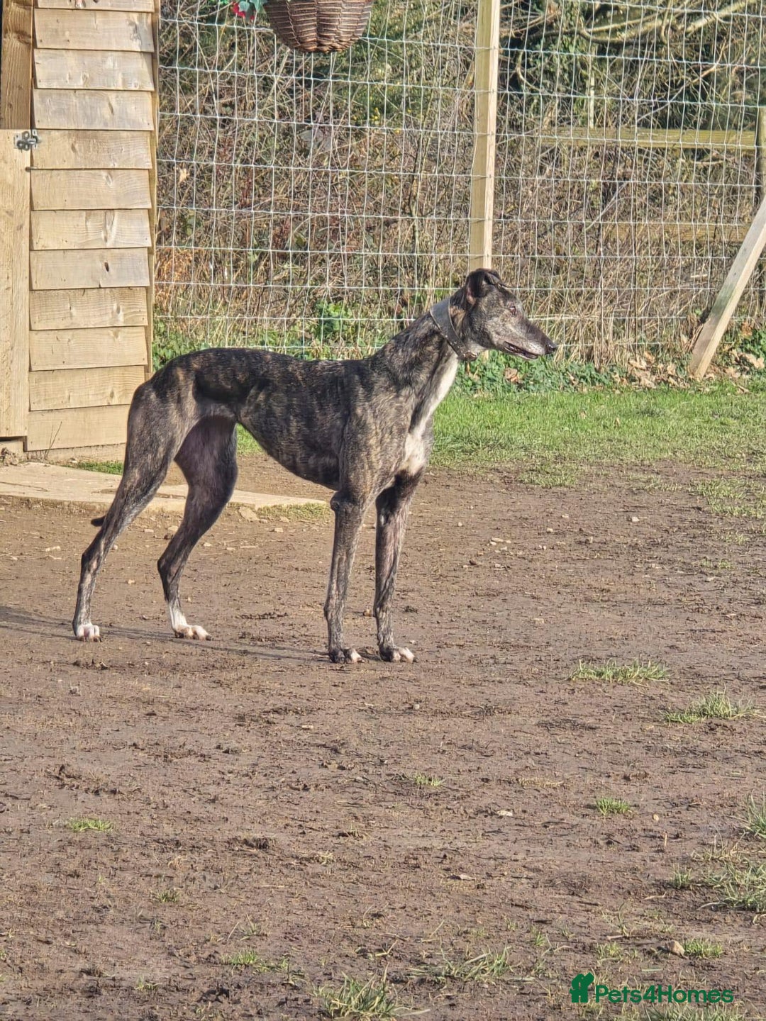Greyhound dogs for adoption: 🐾 Meet Cass – Bursting with Character 🐾 - Advert 5