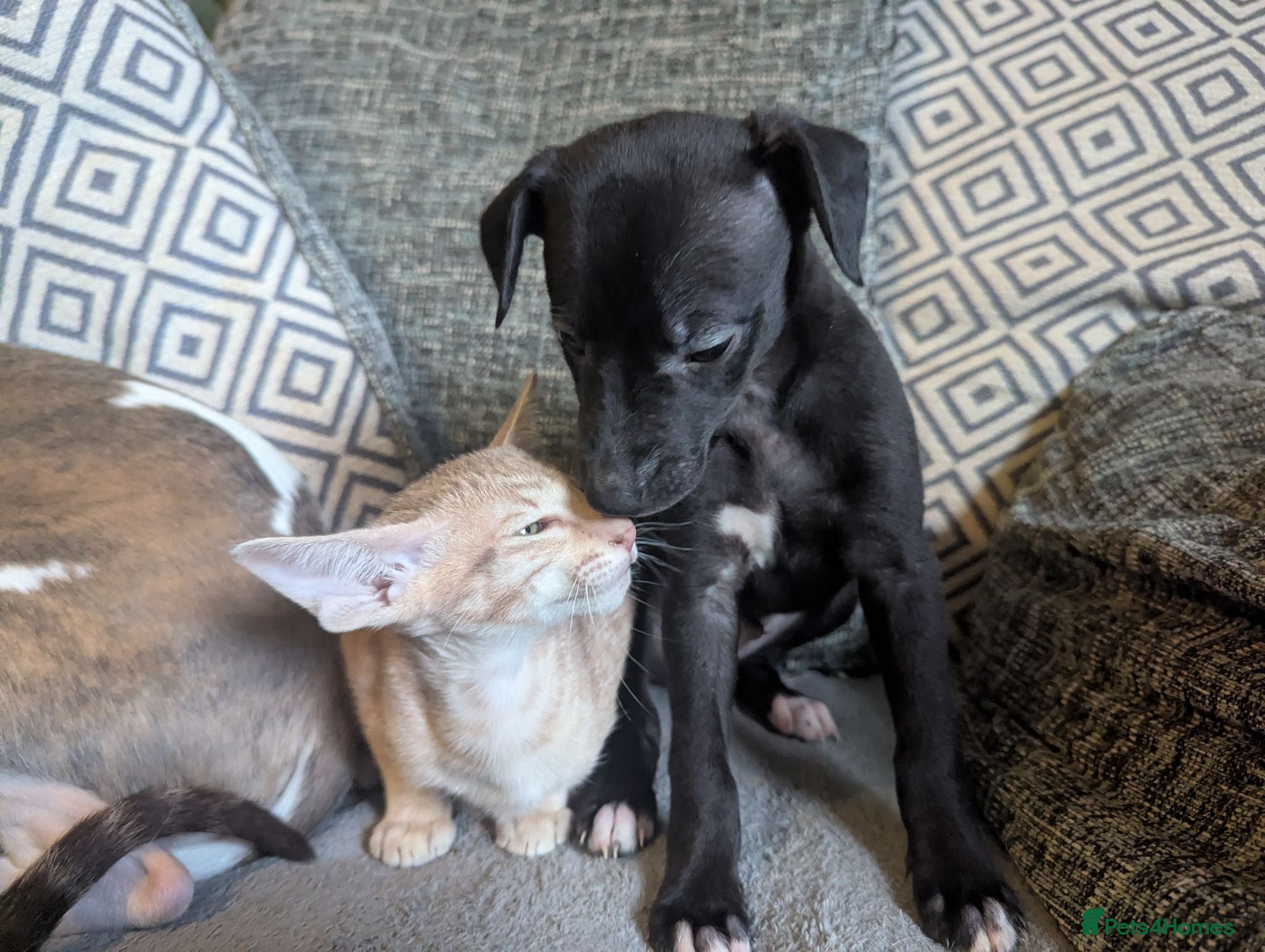 Whippet dogs Super friendly KC registered whippet pups - Advert 1