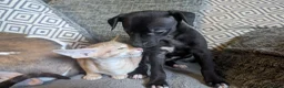 Whippet dogs for sale: Super friendly KC registered whippet pups - Advert 1