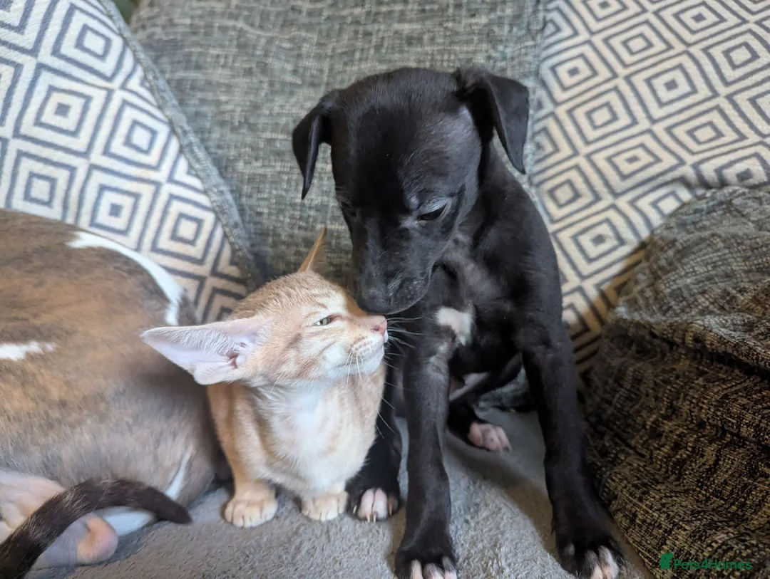 Whippet dogs for sale: Super friendly KC registered whippet pups - Advert 1