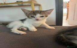Mixed Breed cats for sale: Two beautiful female kittens - Image 2