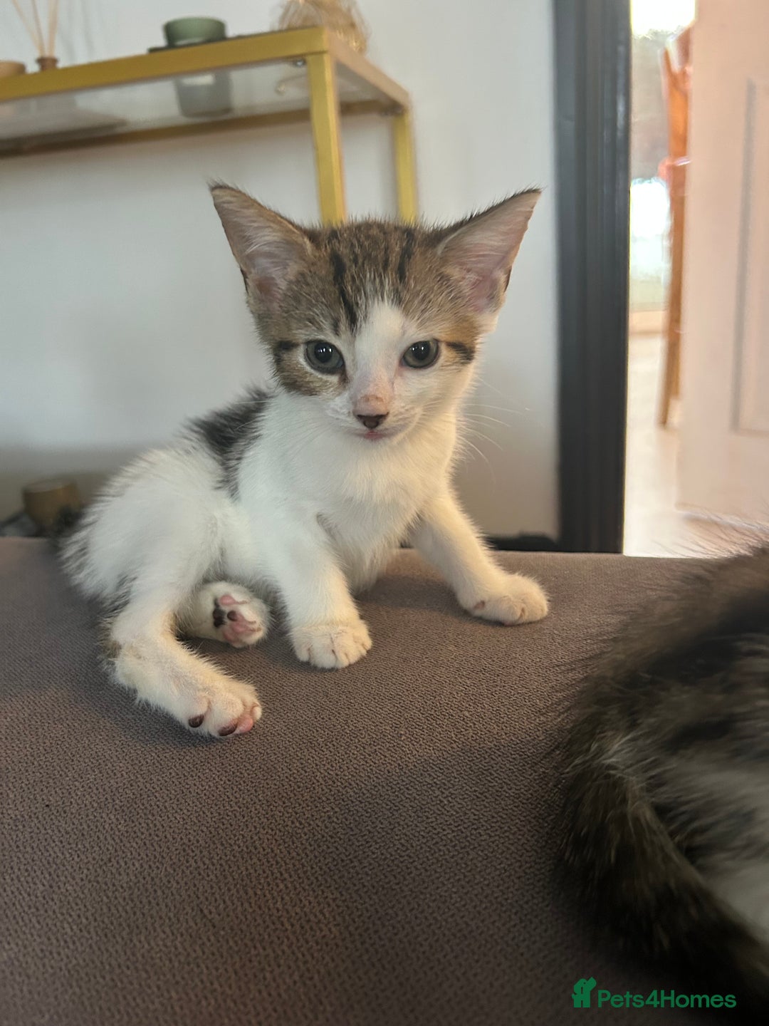 Mixed Breed cats for sale: Two beautiful female kittens - Image 2