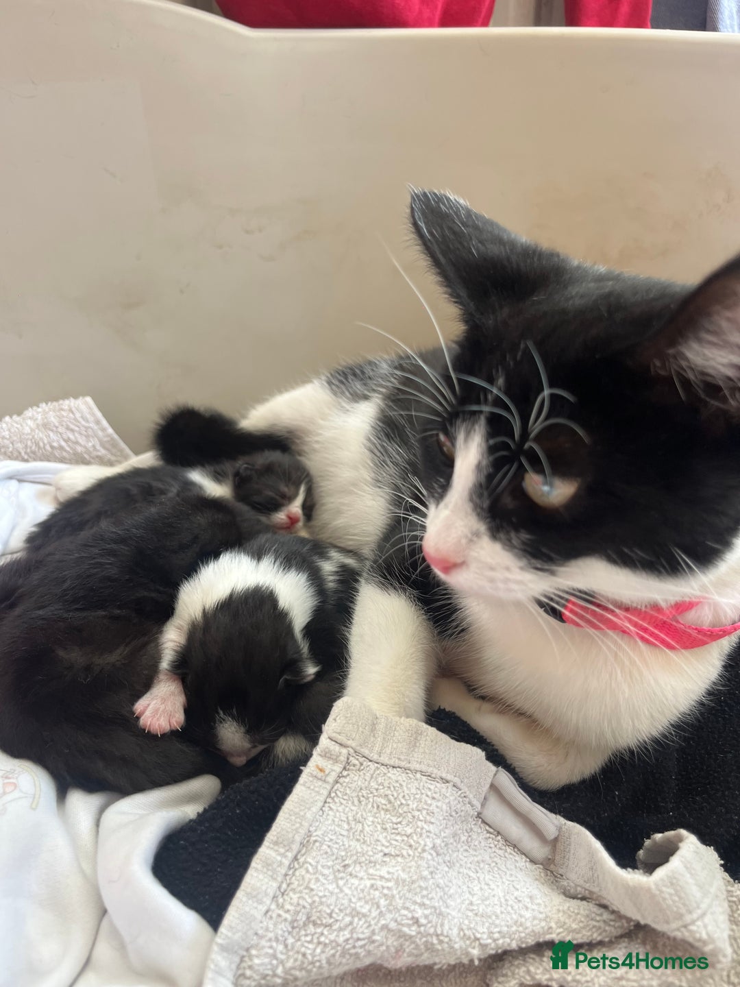 Mixed Breed cats for sale: Kittens for sale - Image 2