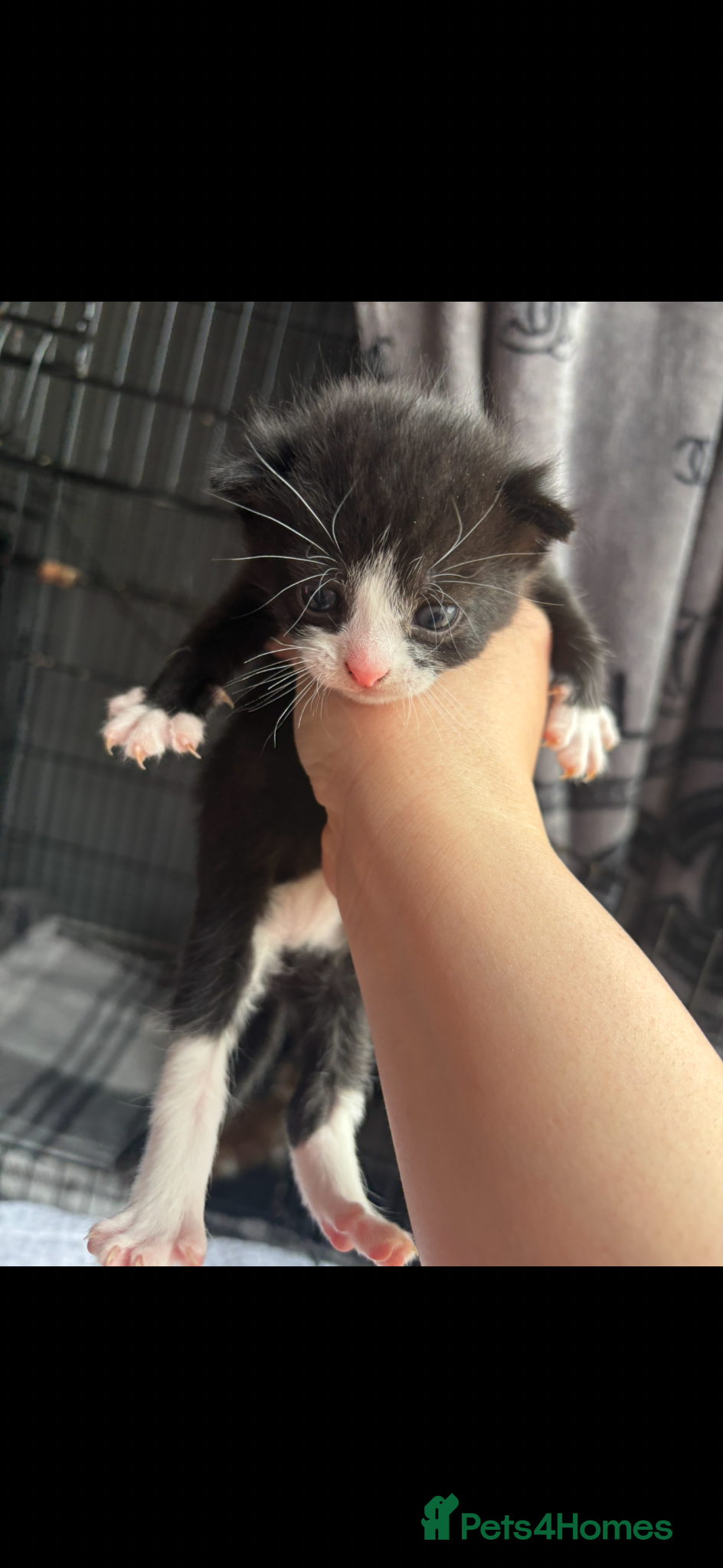 Mixed Breed cats for sale: 8 week old kittens  - Advert 6