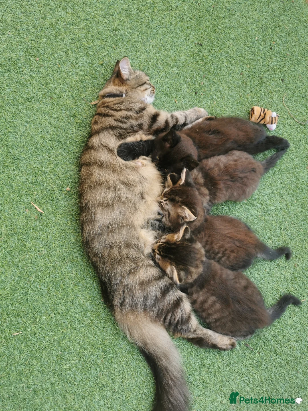 Ragdoll cats for sale: Half ragdoll kittens  in Cambridge - Advert 2
