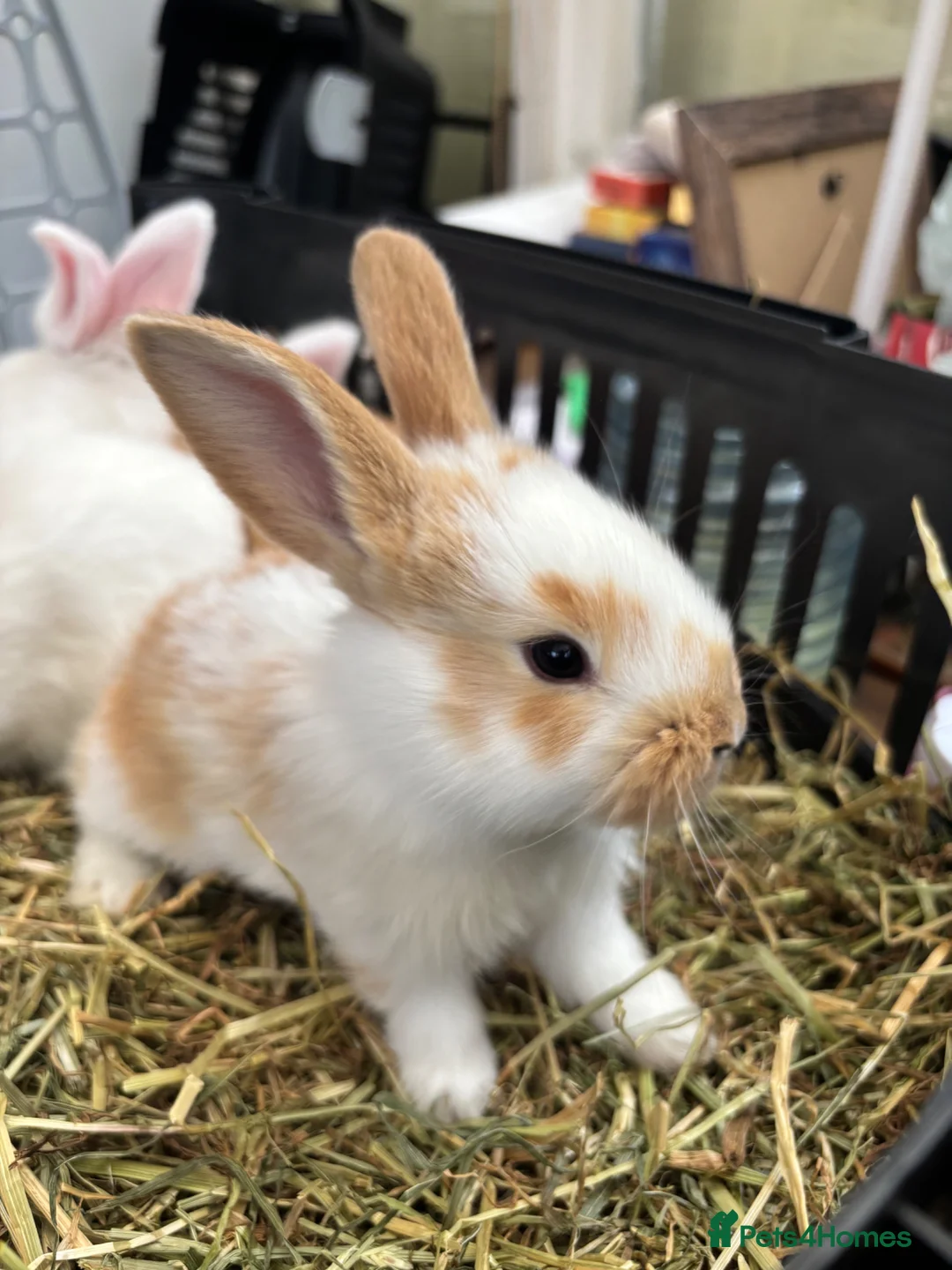 Continental Giant rabbits for sale: Mixed Sex Pure Continental Giants  in Merthyr Tydfil - Advert 4