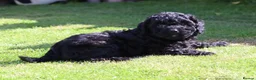 Cockapoo dogs for sale: Beautiful Cockapoo puppies for sale  in Llanelli - Advert 10