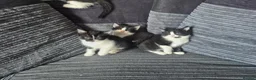 Mixed Breed cats for sale: Gorgeoeus mixed Breed kittens - Advert 9