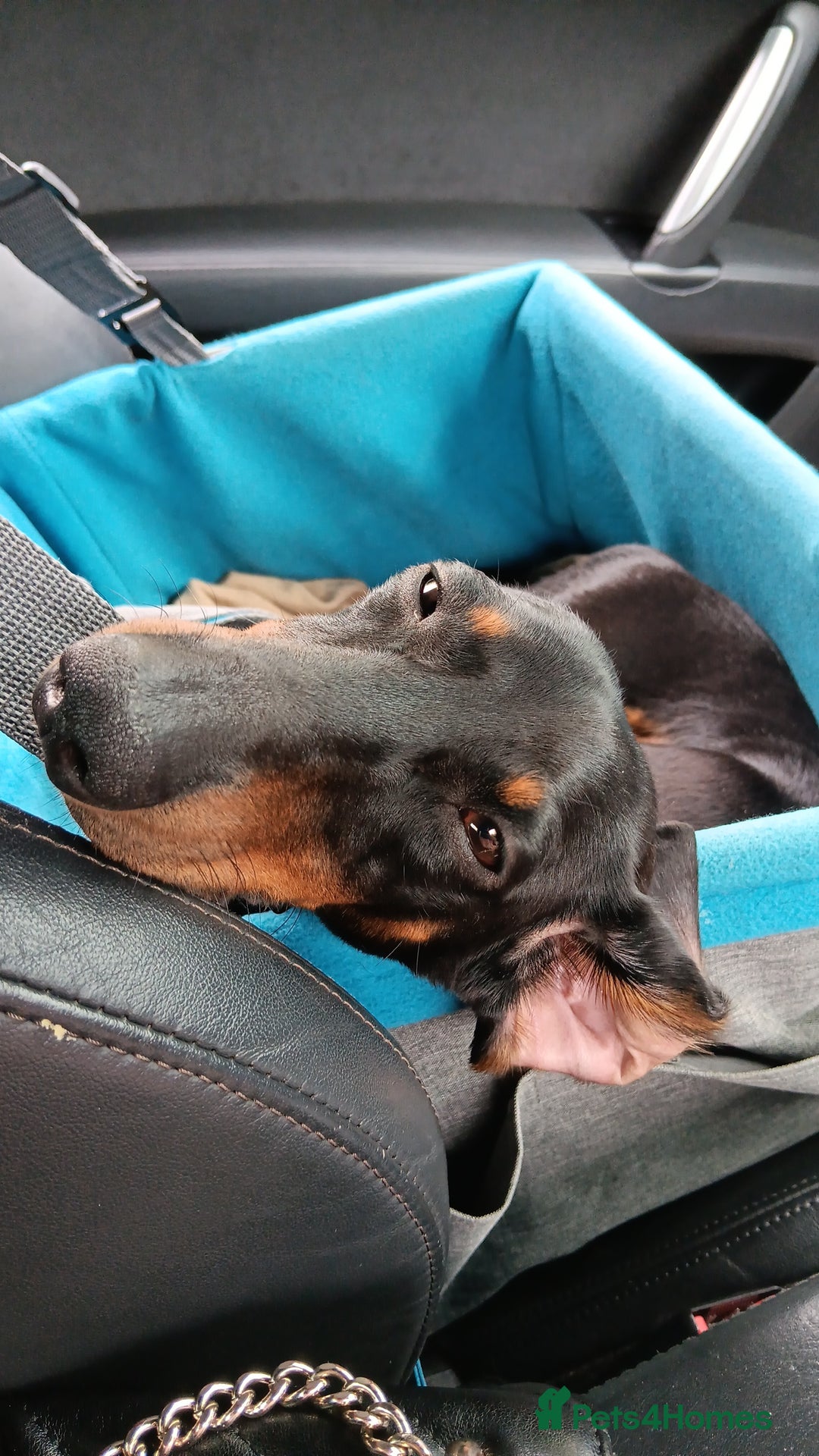 Dachshund dogs for sale: 1 year old Male Dauchund for Sale - Image 9