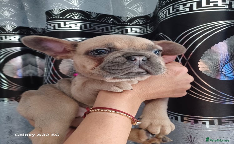 French Bulldog dogs - Advert 4