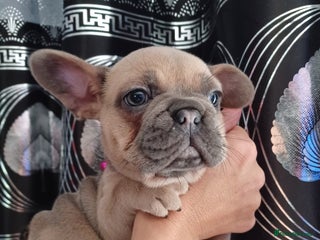 French Bulldog dogs - Advert 25