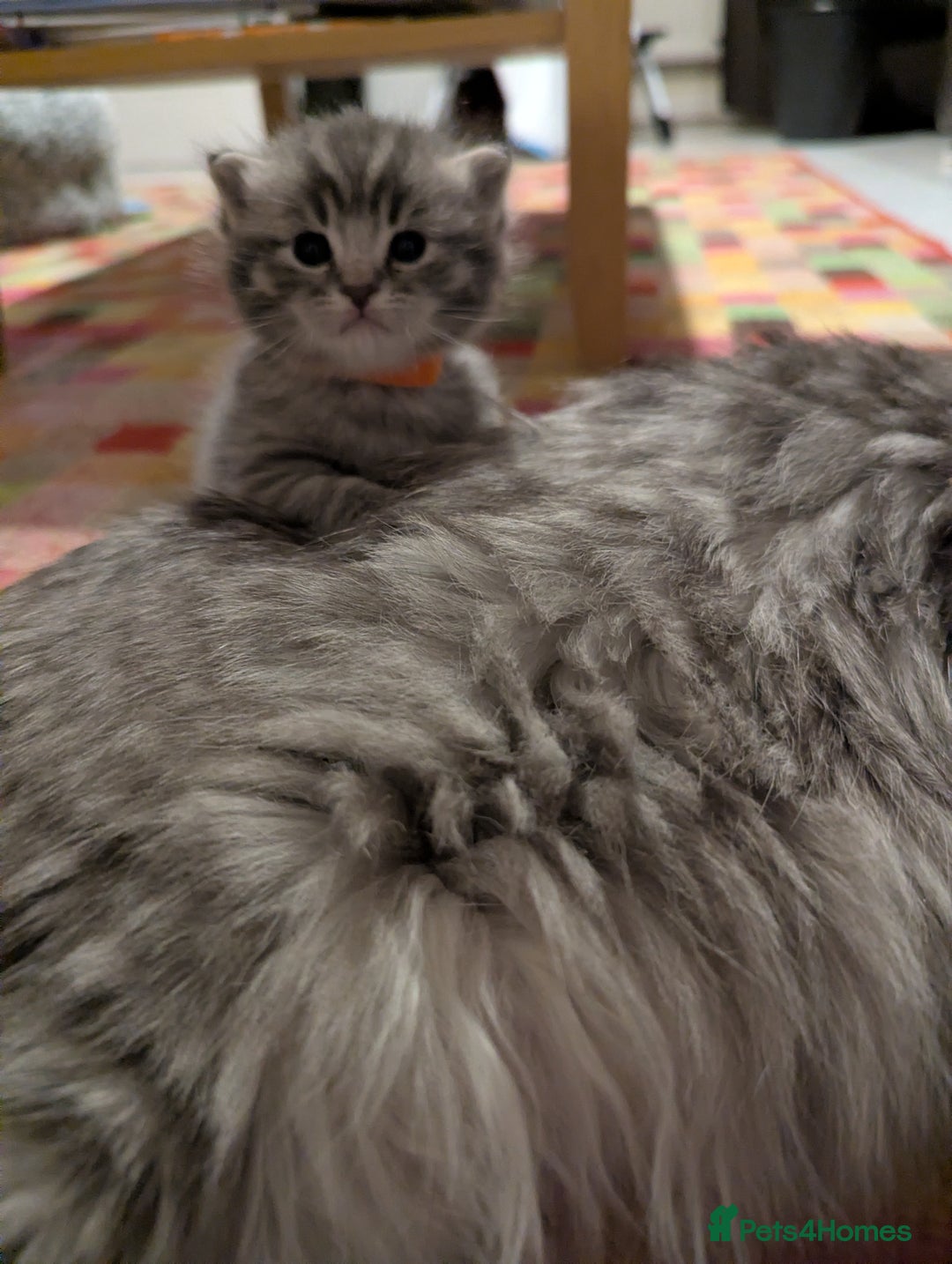 Mixed Breed cats for sale: Beautiful grey silver tabby kittens, ragdoll X Mum - Advert 24