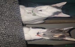 Mixed Breed cats for sale: Kittens ready for new homes  - Image 15