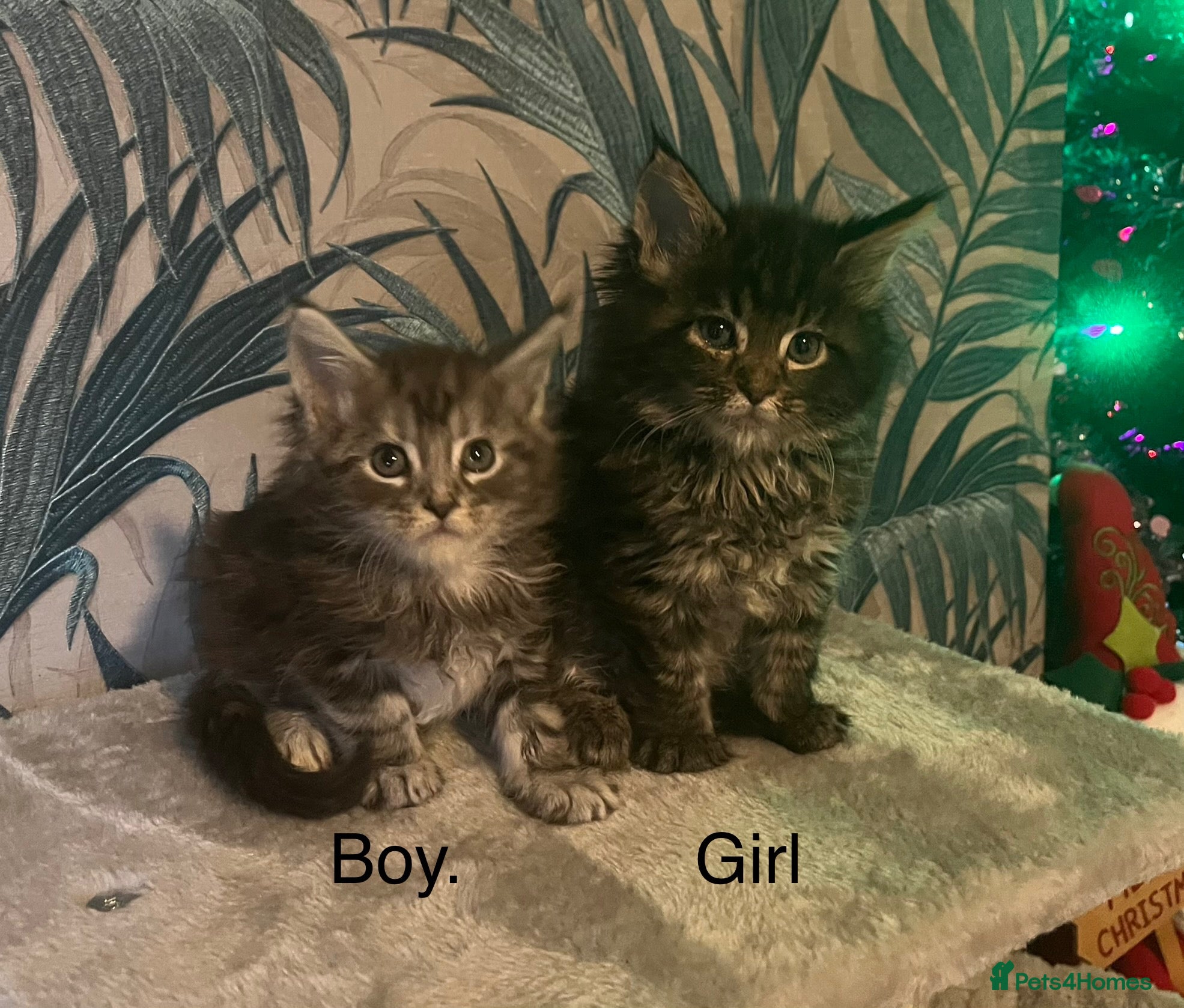 Maine Coon cats Stunning Maincoon kittens boy and girl - Advert 4