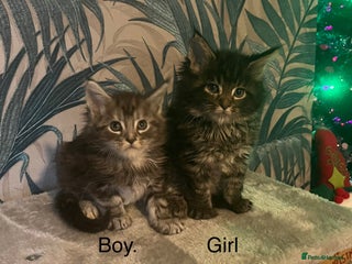 Maine Coon cats Stunning Maincoon kittens boy and girl - Advert 10