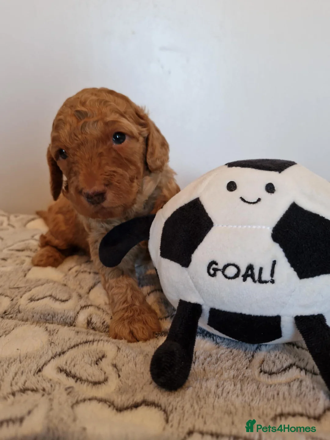 Mini Goldendoodle dogs for sale: Miniature F1b Goldendoodle puppies in Peterhead - Advert 7