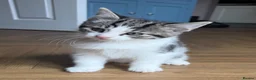 Maine Coon cats for sale: Gorgeous Maine Coon x Domestic long hair - Advert 22
