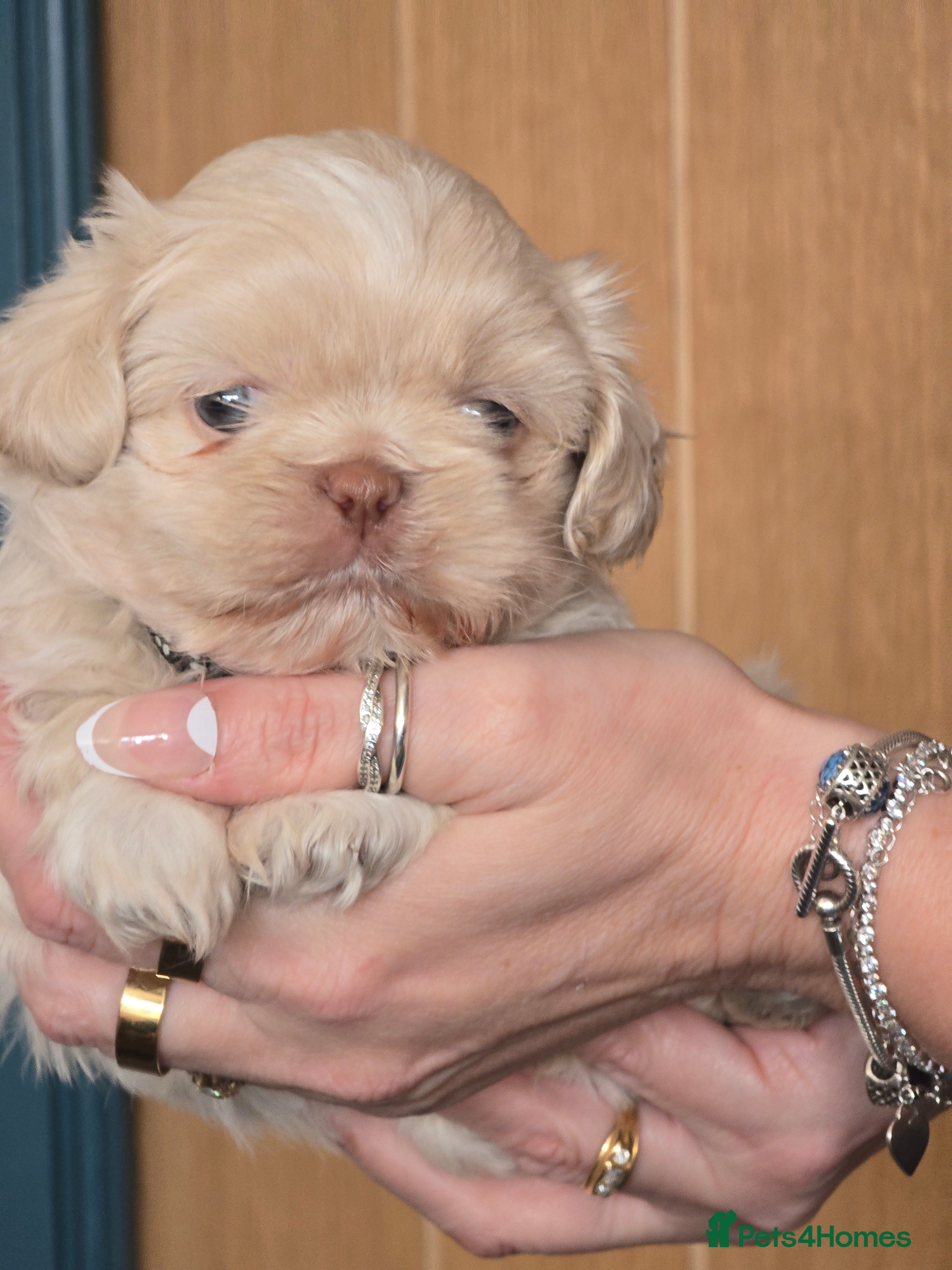 Shih Tzu dogs Beautiful shih tzu pups - Advert 5