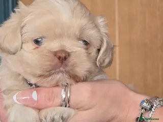 Shih Tzu dogs Beautiful shih tzu pups - Advert 5