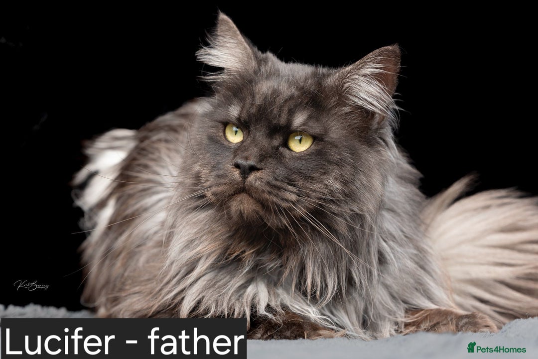 Maine Coon cats for sale: Smoke Russian Line Mainecoons - Image 7