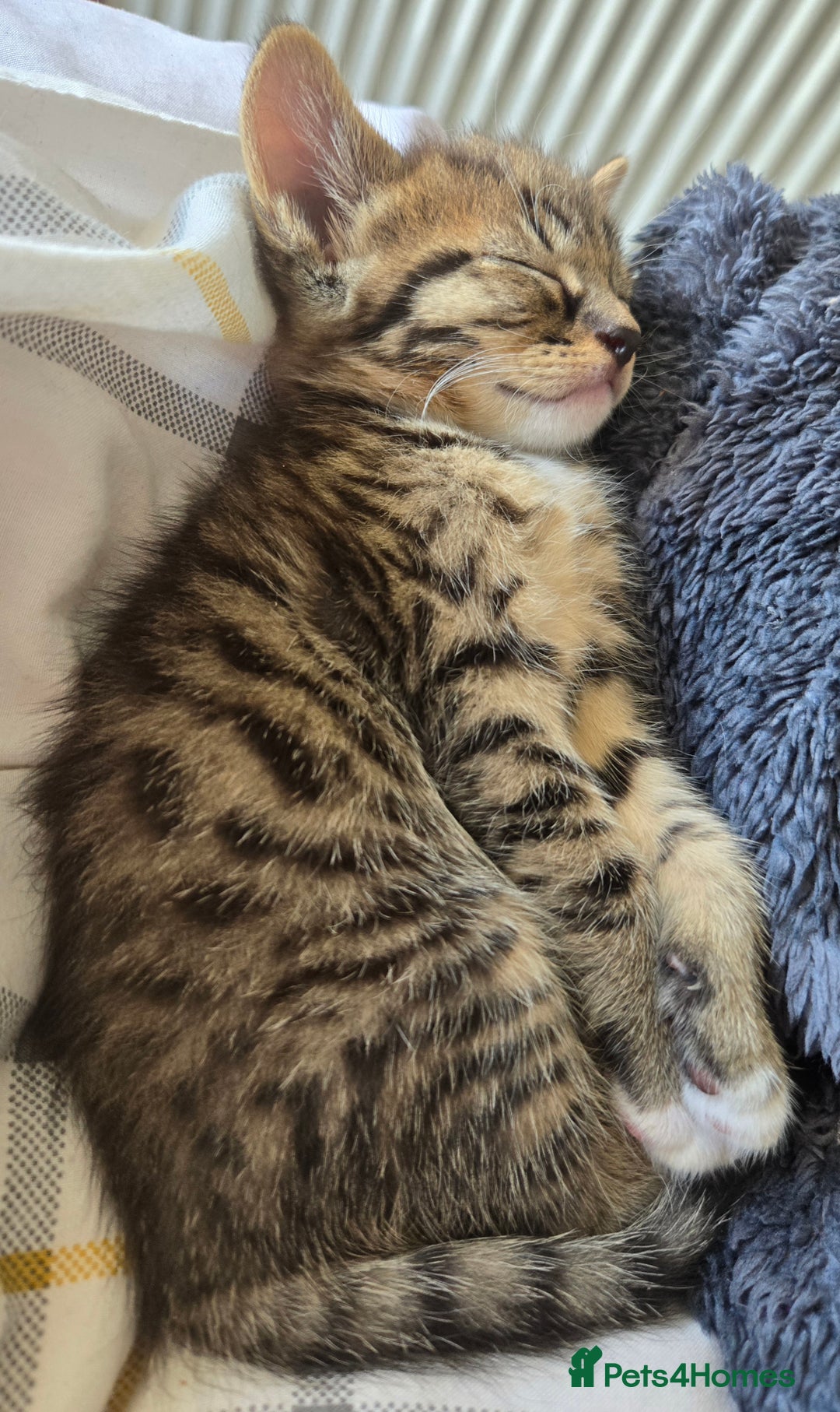 Mixed Breed cats for sale: 4 Russian Blue X Norwegian Forest Cross Kittens - Image 2