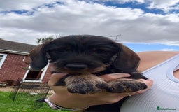 Dachshund dogs for sale: Wirehaired dachshund (Teckel) puppies - Image 7