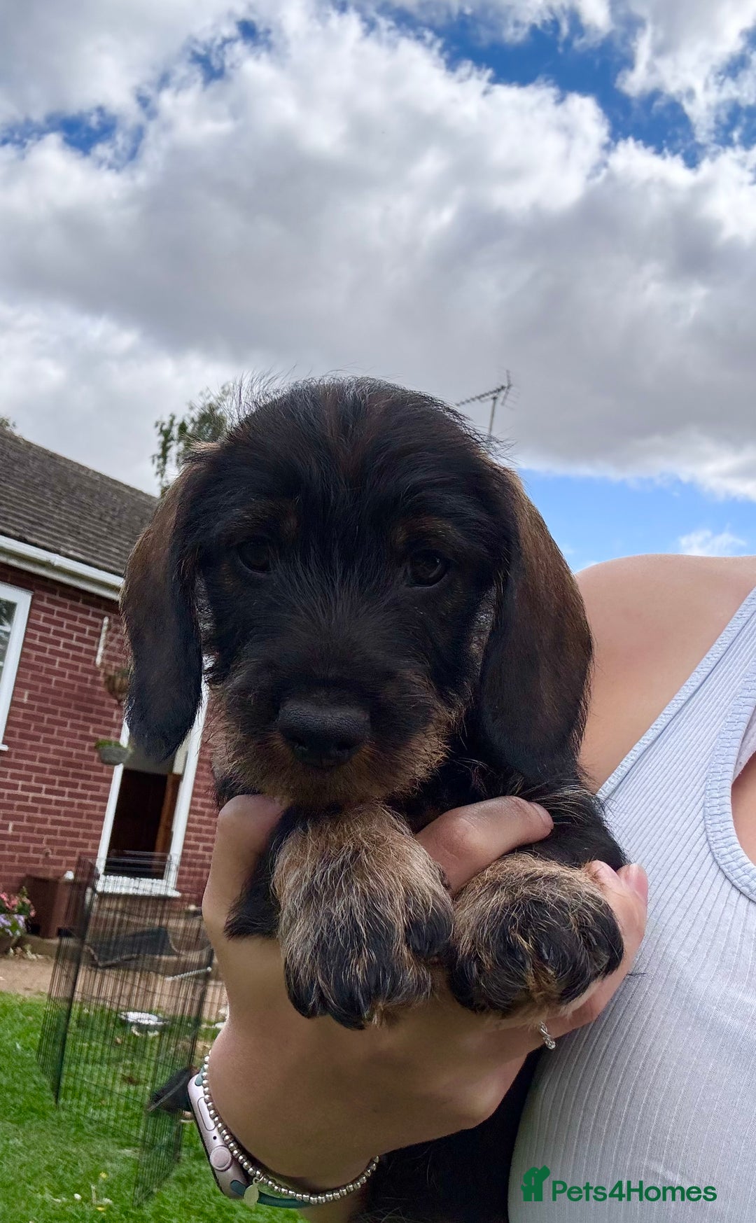Dachshund dogs for sale: Wirehaired dachshund (Teckel) puppies - Image 7