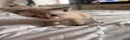 Mixed Breed cats for sale: Litter of 5 Kittens – Ready Soon  in Lancaster - Advert 10