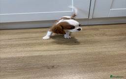 Cavalier King Charles Spaniel dogs for sale: Beautiful King Charles Cavalier puppies for sale  - Image 3