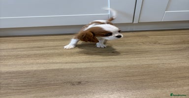 Cavalier King Charles Spaniel dogs - Advert 14