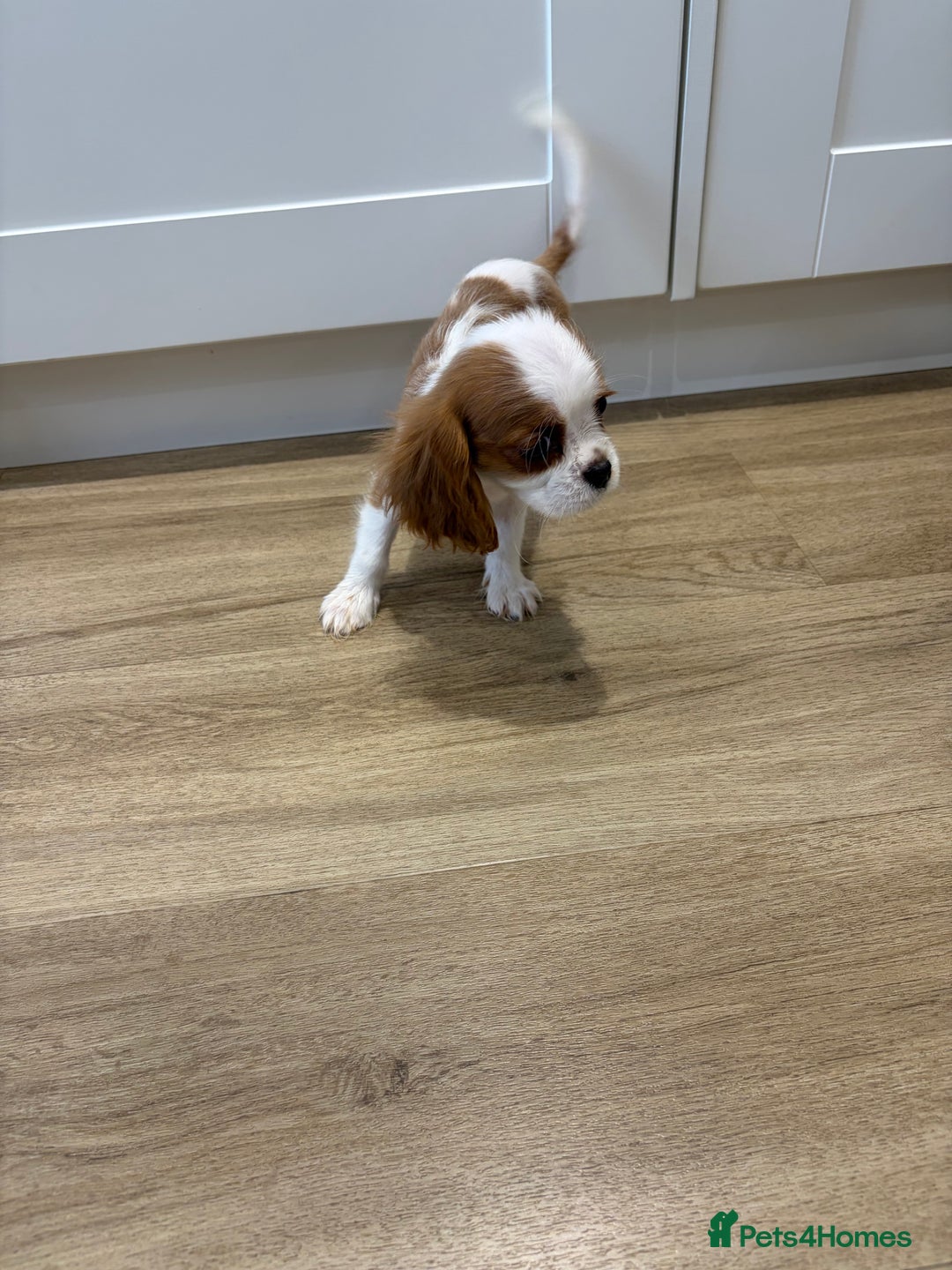 Cavalier King Charles Spaniel dogs for sale: Beautiful King Charles Cavalier puppies for sale  - Image 3