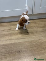 Cavalier King Charles Spaniel dogs - Advert 1