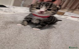 Mixed Breed cats for sale: Siberian mix kitten - Image 10