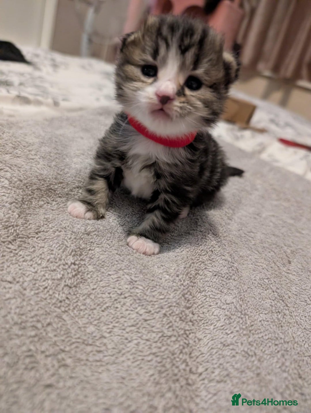 Mixed Breed cats for sale: Siberian mix kitten - Image 10