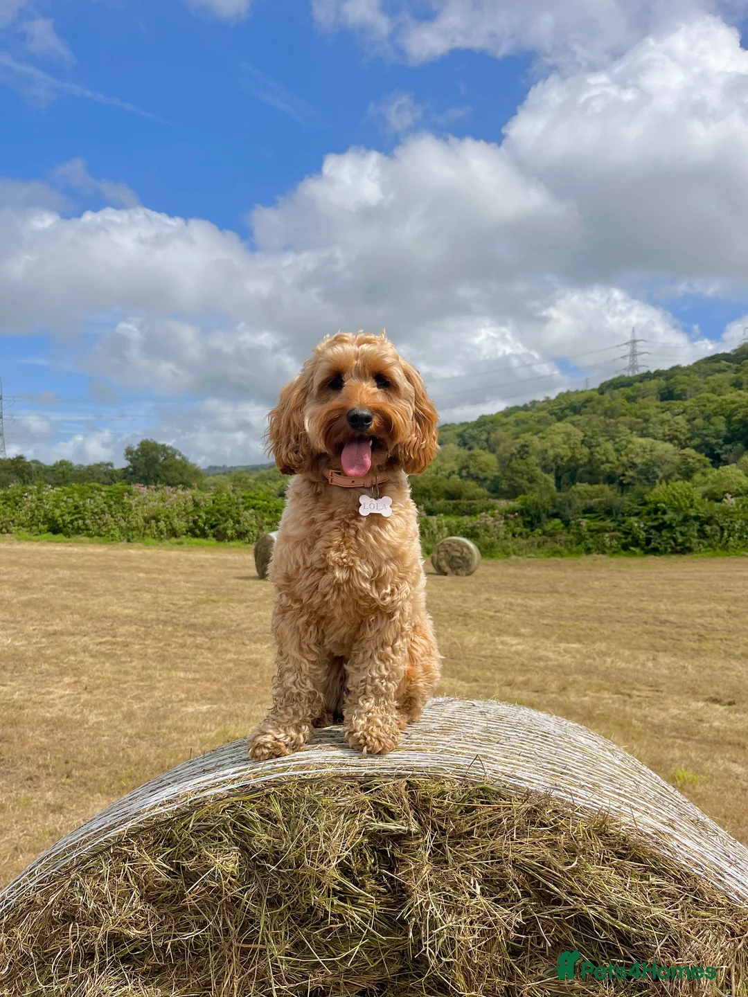 Cockapoo dogs for sale: Cockapoo Puppies for Sale - Advert 8