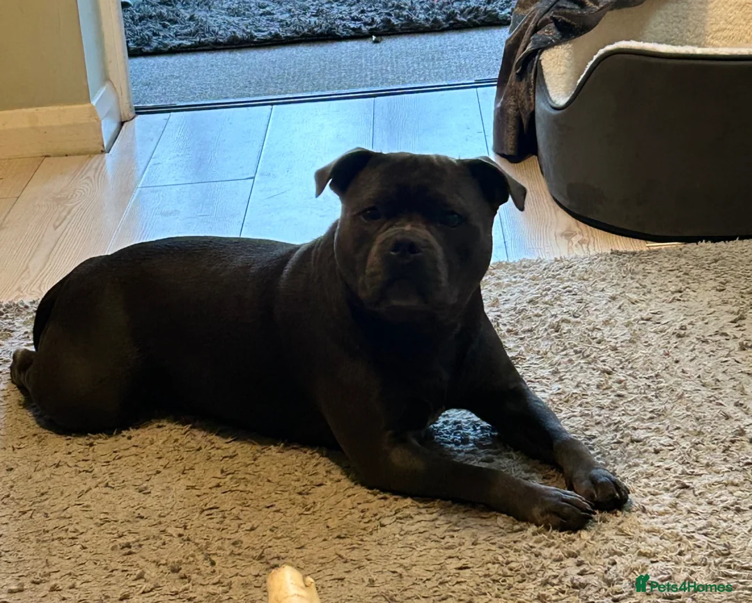 Staffordshire Bull Terrier dogs for sale: Stunning Staffordshire bull terrier male  in Cambridge - Advert 12